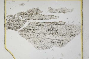 Plane Polarized, S5497