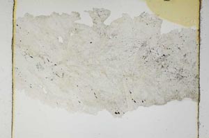 Plane Polarized, S5516