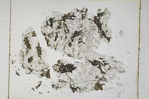 Plane Polarized, S5519