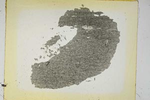 Plane Polarized, S5524