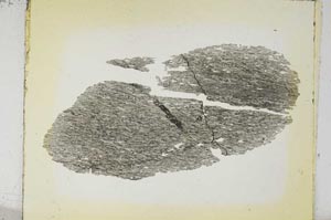 Plane Polarized, S5561