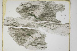 Plane Polarized, S5586