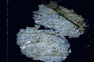 Cross Polarized, S5590