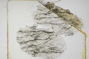 Plane Polarized, S5590