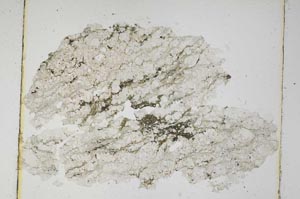 Plane Polarized, S5592