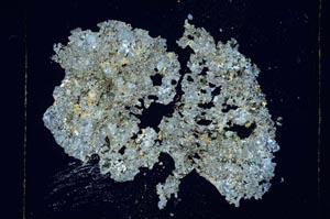 Cross Polarized, S5594