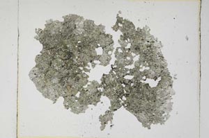 Plane Polarized, S5594