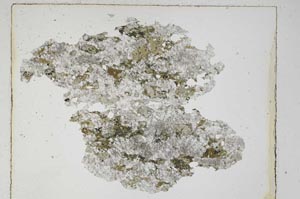 Plane Polarized, S5595