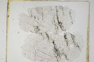 Plane Polarized, S5596