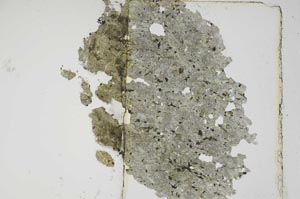 Plane Polarized, S5599