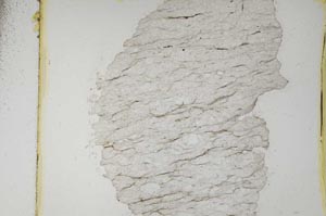 Plane Polarized, S5607