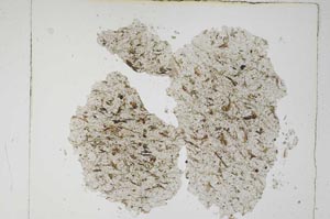 Plane Polarized, S5612