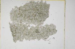 Plane Polarized, S5614