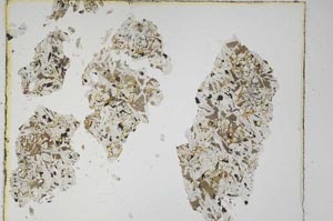 Plane Polarized, S5616