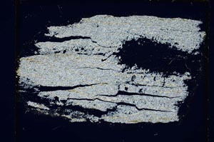 Cross Polarized, S5629