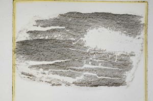 Plane Polarized, S5629