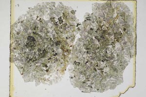 Plane Polarized, S5685