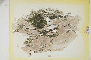 Plane Polarized, S5721