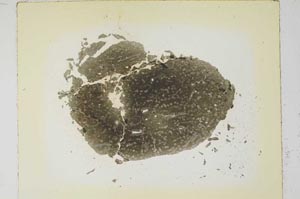 Plane Polarized, S5772