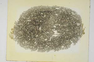 Plane Polarized, S5782