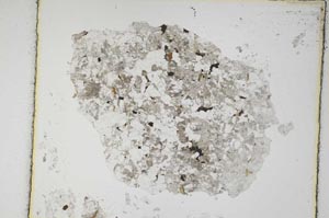 Plane Polarized, S5836