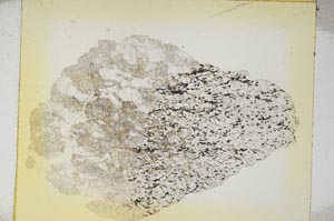 Plane Polarized, S5941