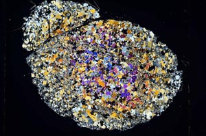 Cross Polarized, S5955