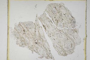 Plane Polarized, S5956