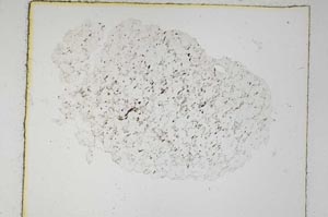 Plane Polarized, S5961