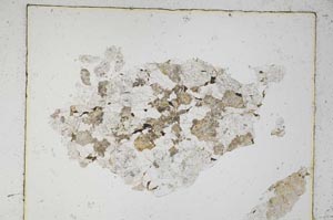 Plane Polarized, S5972