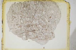 Plane Polarized, S5983