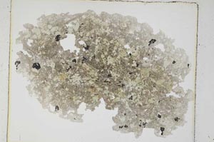 Plane Polarized, S6038