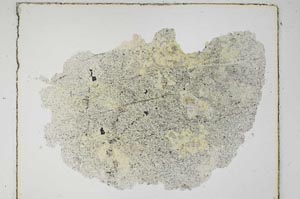 Plane Polarized, S6058