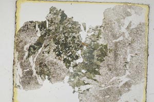 Plane Polarized, S6118