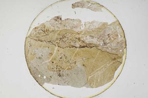 Plane Polarized, S6219