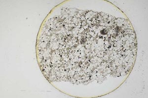 Plane Polarized, S6233