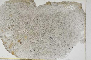 Plane Polarized, S6240