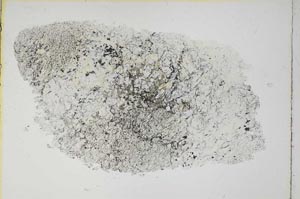 Plane Polarized, S6278