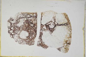 Plane Polarized, S6356