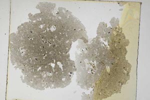 Plane Polarized, S6366