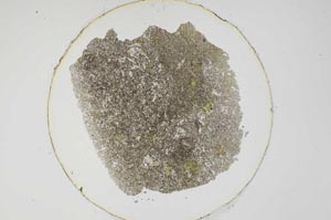 Plane Polarized, S6412