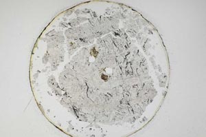 Plane Polarized, S6438