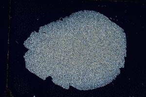 Cross Polarized, S6616