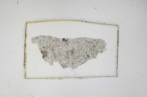 Plane Polarized, S6622