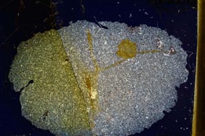 Cross Polarized, S6627