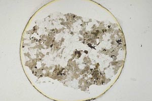 Plane Polarized, S6482