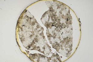 Plane Polarized, S6483