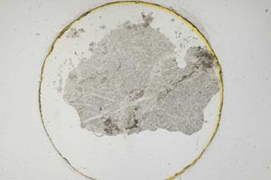 Plane Polarized, S6514