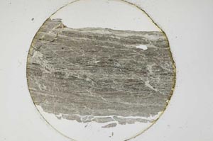 Plane Polarized, S6519