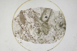 Plane Polarized, S6545